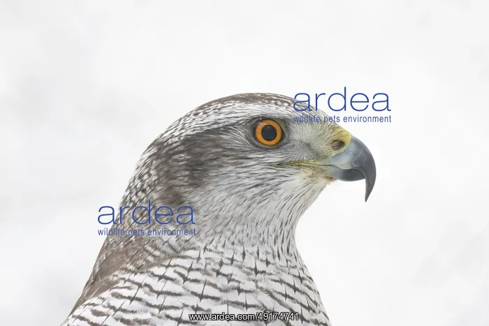  : Goshawk Portrait