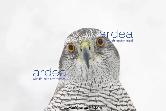  : Goshawk Portrait