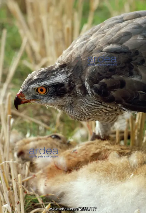 : Goshawk - with prey : Goshawk - with prey