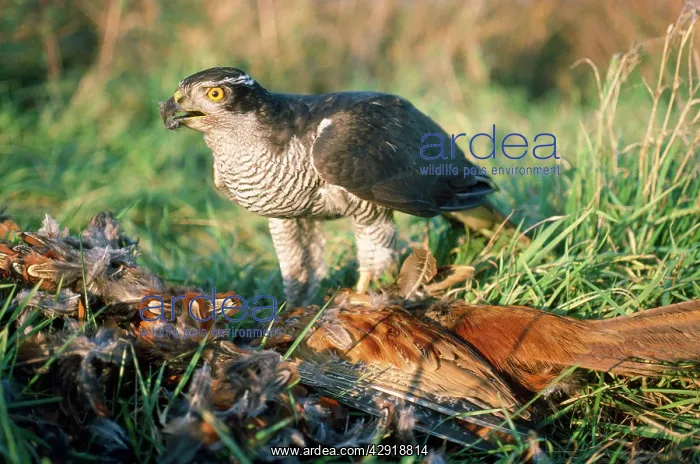 : Goshawk - with prey : Goshawk - with prey
