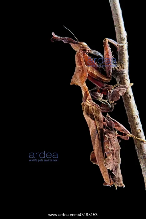 : Gosht Mantis (Phyllocrania paradoxa) Captive : Gosht Mantis (Phyllocrania paradoxa) Captive
