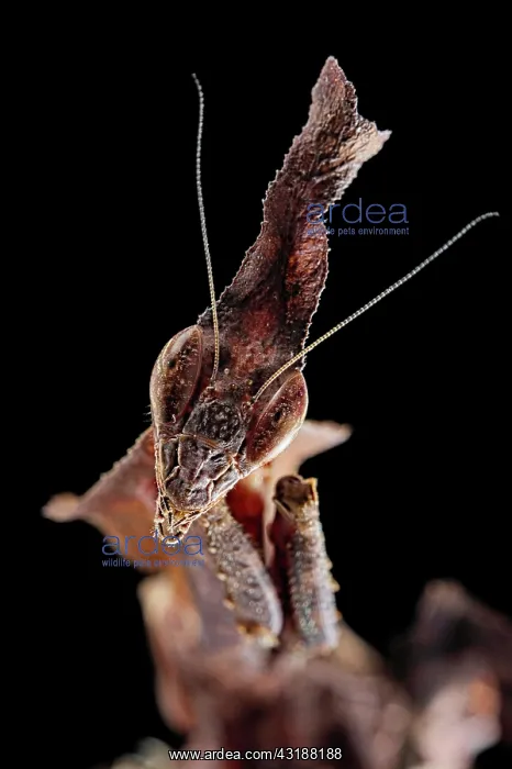 : Gosht Mantis (Phyllocrania paradoxa) Captive : Gosht Mantis (Phyllocrania paradoxa) Captive