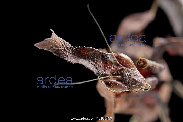 : Gosht Mantis (Phyllocrania paradoxa) Captive : Gosht Mantis (Phyllocrania paradoxa) Captive