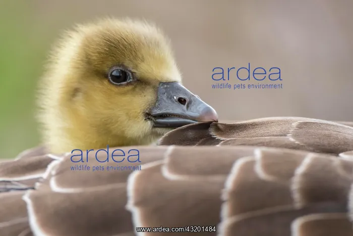 : Gosling of a Greylag goose ( anser anser) in back : Gosling of a Greylag goose ( anser anser) in back