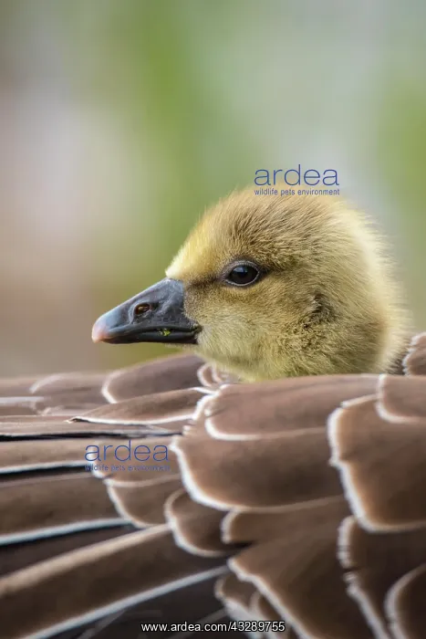 : Gosling of a Greylag goose ( anser anser) in back : Gosling of a Greylag goose ( anser anser) in back