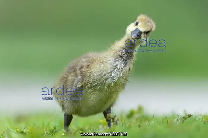 : Gosling of a Greylag goose ( anser anser) Chick : Gosling of a Greylag goose ( anser anser) Chick