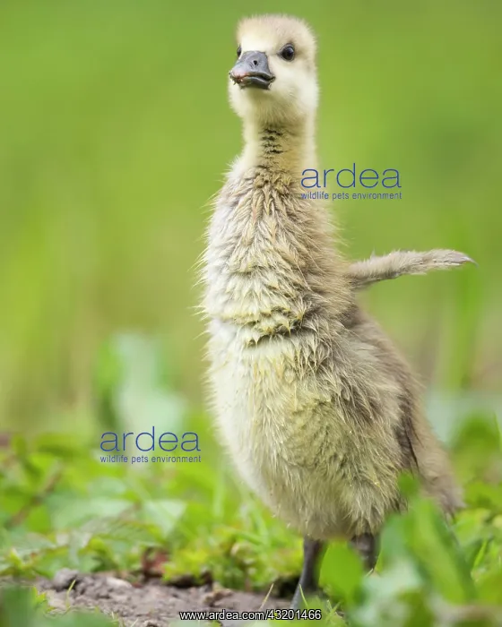 : Gosling of a Greylag goose ( anser anser) Chick : Gosling of a Greylag goose ( anser anser) Chick