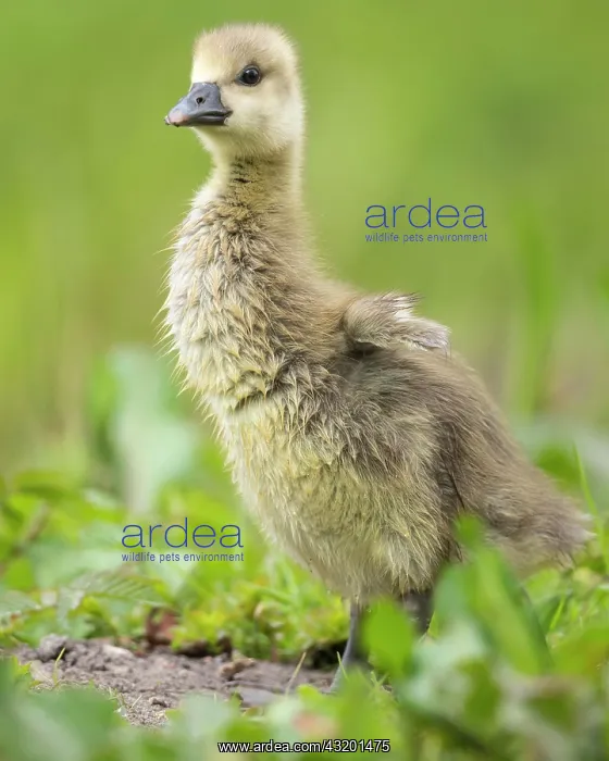 : Gosling of a Greylag goose ( anser anser) Chick : Gosling of a Greylag goose ( anser anser) Chick
