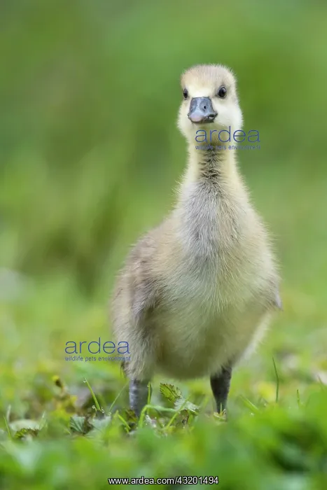 : Gosling of a Greylag goose ( anser anser) Chick : Gosling of a Greylag goose ( anser anser) Chick