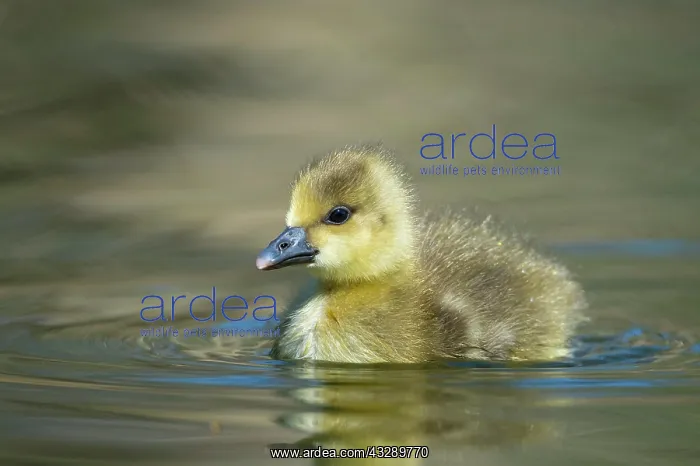 : Gosling of a Greylag goose ( anser anser) Chick : Gosling of a Greylag goose ( anser anser) Chick