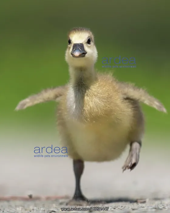 : Gosling of a Greylag goose ( anser anser) running : Gosling of a Greylag goose ( anser anser) running