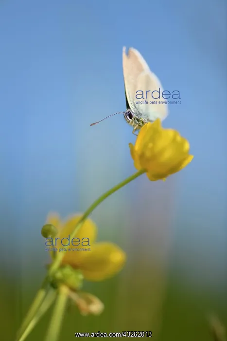 : Gossamer winged butterfly (Lycaenidae) on buttercup : Gossamer winged butterfly (Lycaenidae) on buttercup