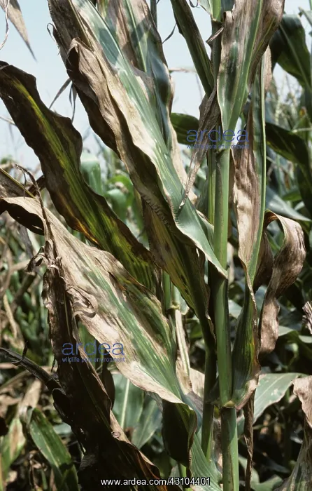 : Goss's wilt : Goss's wilt