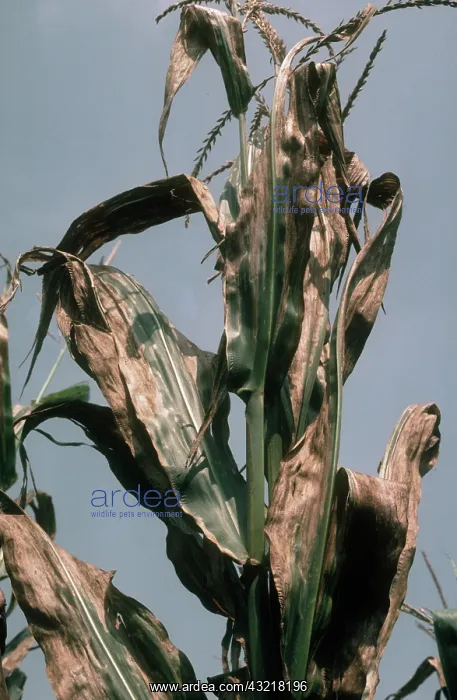 : Goss's wilt on Corn : Goss's wilt on Corn