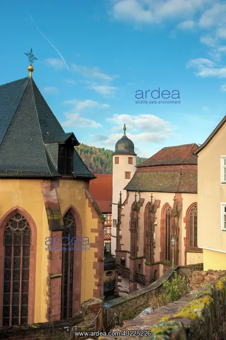 : Gothic Evangelische Stiftskirche and St : Gothic Evangelische Stiftskirche and St