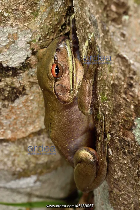 : Goudot's Bright-eyed Frog (Boophis goudotii) on : Goudot's Bright-eyed Frog (Boophis goudotii) on