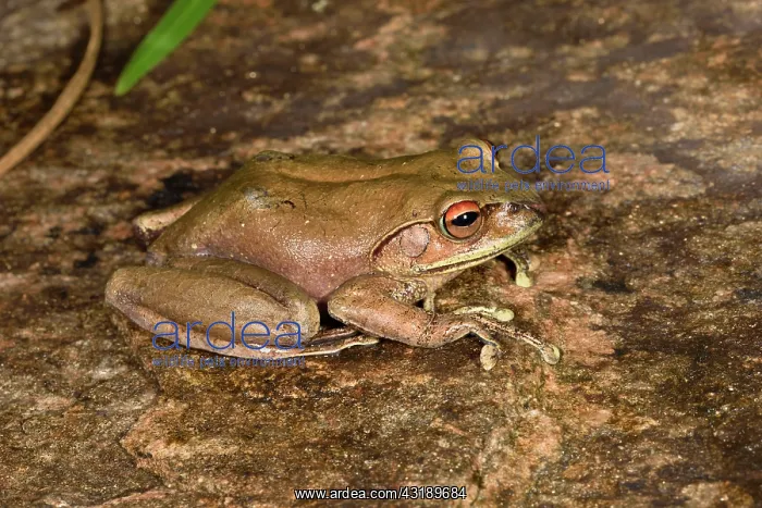 : Goudot's Bright-eyed Frog (Boophis goudotii), Andasibe : Goudot's Bright-eyed Frog (Boophis goudotii), Andasibe
