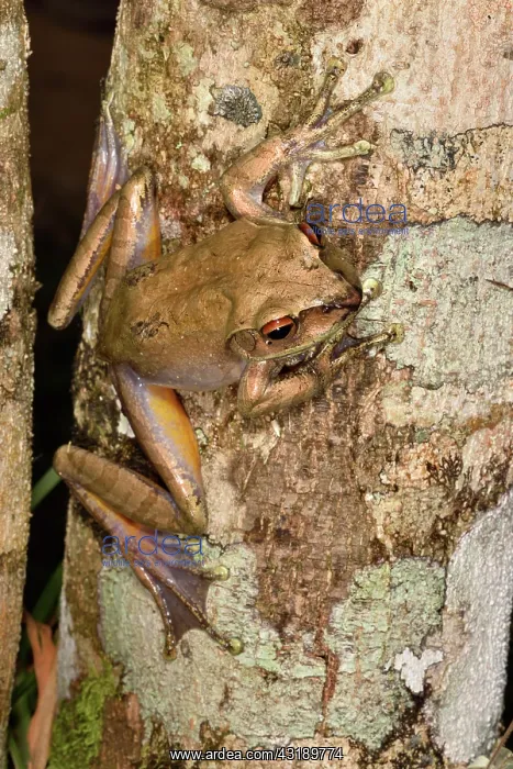 : Goudot's Bright-eyed Frog (Boophis goudotii) on : Goudot's Bright-eyed Frog (Boophis goudotii) on