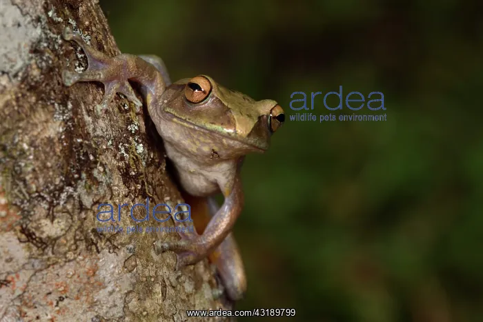 : Goudot's Bright-eyed Frog (Boophis goudotii) on : Goudot's Bright-eyed Frog (Boophis goudotii) on