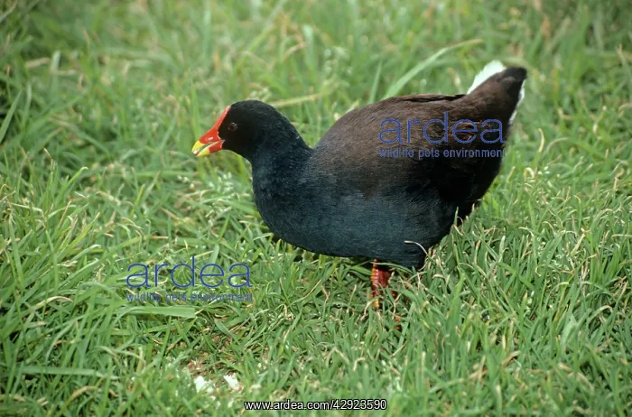 : Gough Moorhen - feeding : Gough Moorhen - feeding