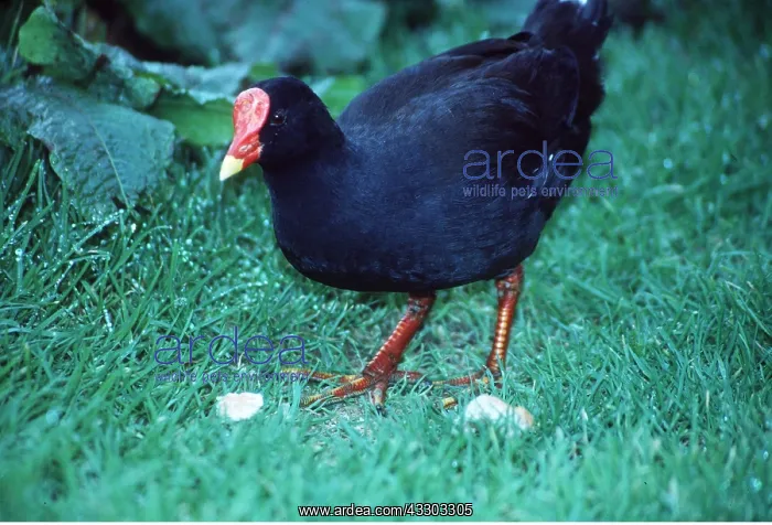 : GOUGH MOORHEN - on grass, close-up : GOUGH MOORHEN - on grass, close-up