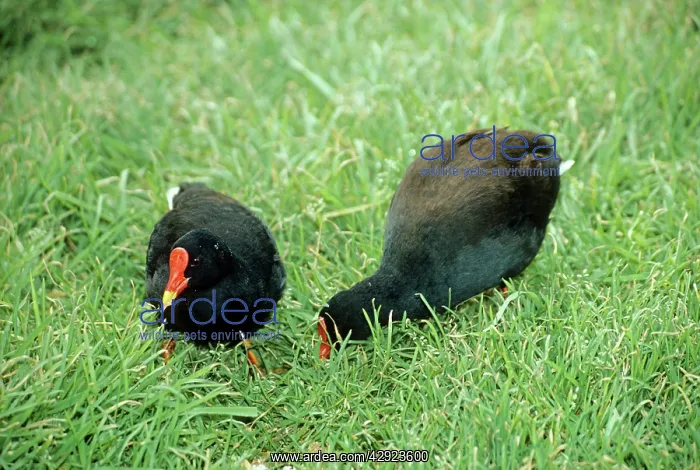 : Gough Moorhens - feeding : Gough Moorhens - feeding
