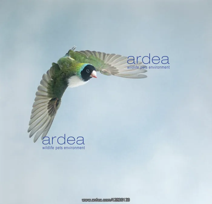 : Gouldian finch : Gouldian finch
