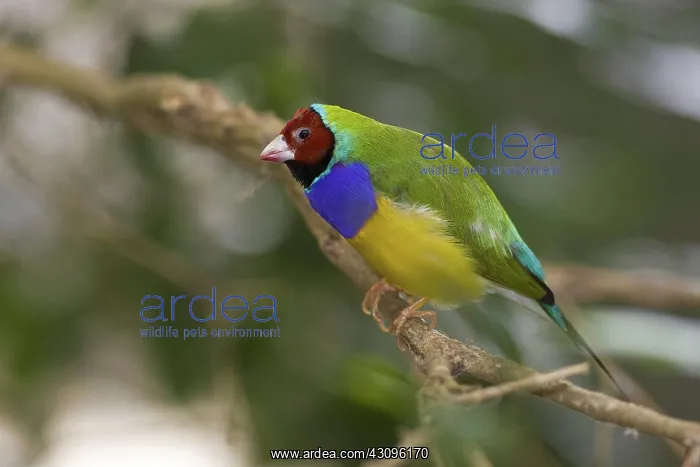: Gouldian Finch : Gouldian Finch
