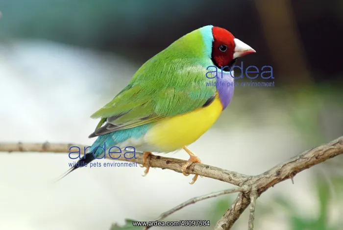  : Gouldian Finch