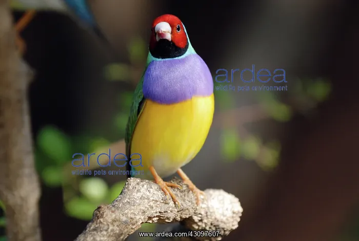 : Gouldian Finch : Gouldian Finch