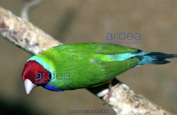 : Gouldian Finch : Gouldian Finch