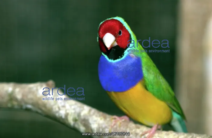 : Gouldian Finch : Gouldian Finch