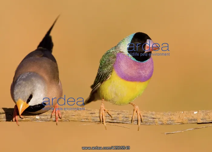 : Gouldian Finch black-headed morph and Long-tailed : Gouldian Finch black-headed morph and Long-tailed