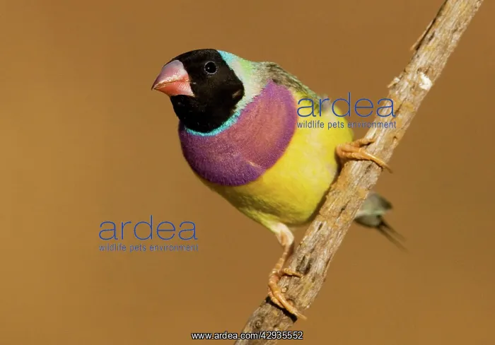 : Gouldian Finch black-headed morph perched : Gouldian Finch black-headed morph perched