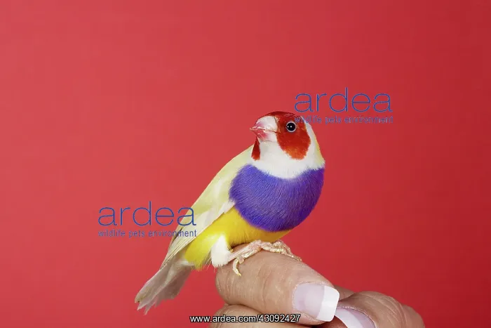 : Gouldian finch (Erythrura gouldiae) : Gouldian finch (Erythrura gouldiae)