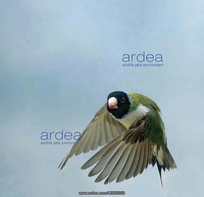 : Gouldian Finch - in flight turning head on wings down : Gouldian Finch - in flight turning head on wings down