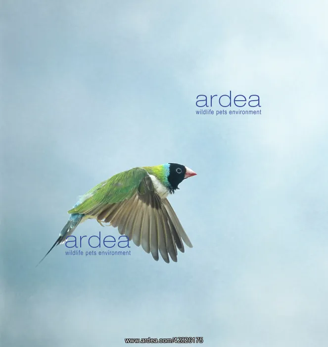 : Gouldian finch - in flight side view wings down : Gouldian finch - in flight side view wings down