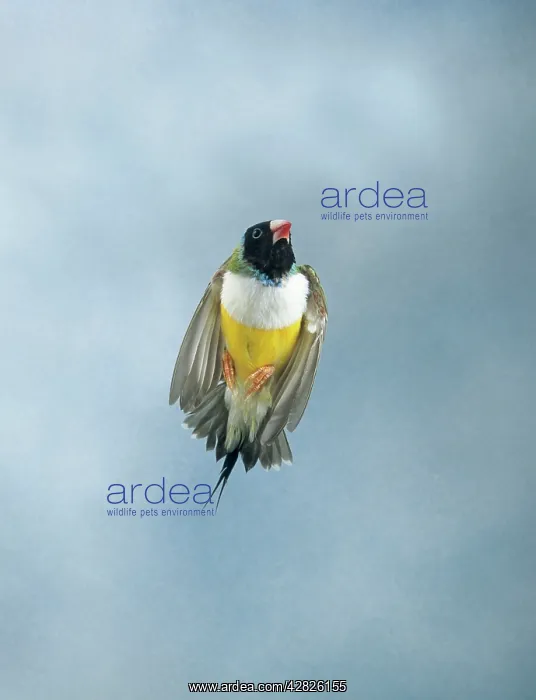 : Gouldian finch - in flight front view wings closed : Gouldian finch - in flight front view wings closed
