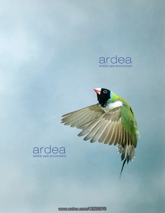 : Gouldian Finch - In flight side view wings forward : Gouldian Finch - In flight side view wings forward