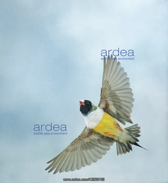 : Gouldian Finch - in flight from below wings outstretched : Gouldian Finch - in flight from below wings outstretched