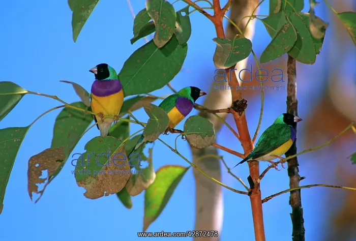  : Gouldian Finch -Group in tree