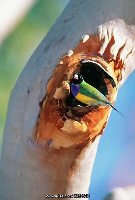 : Gouldian FINCH - At nest entrance in Salmon Gum : Gouldian FINCH - At nest entrance in Salmon Gum