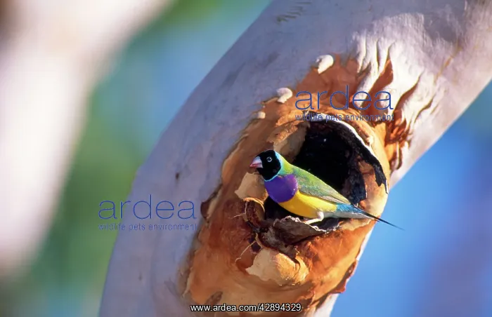 : Gouldian Finch - at nest entrance in Salmon Gum tree : Gouldian Finch - at nest entrance in Salmon Gum tree