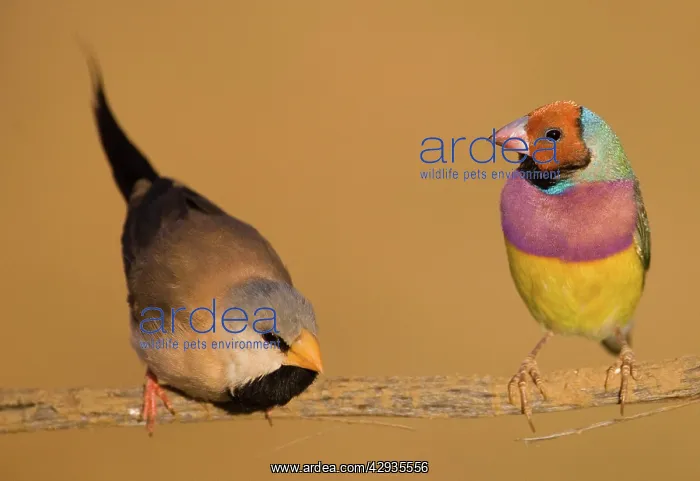 : Gouldian Finch red-headed morph and Long-tailed : Gouldian Finch red-headed morph and Long-tailed