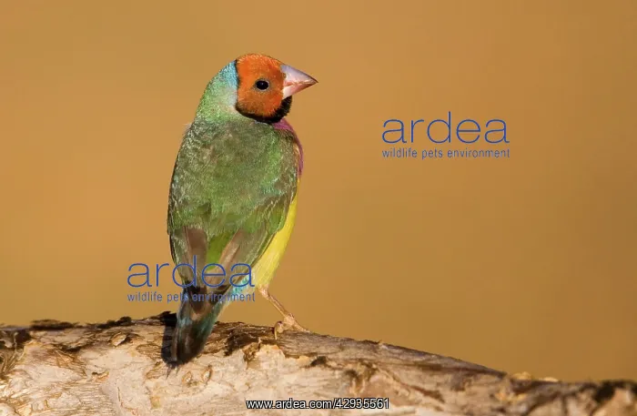  : Gouldian Finch red-headed morph perched