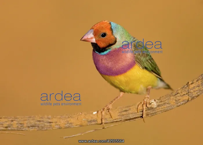 : Gouldian Finch red-headed morph perched : Gouldian Finch red-headed morph perched