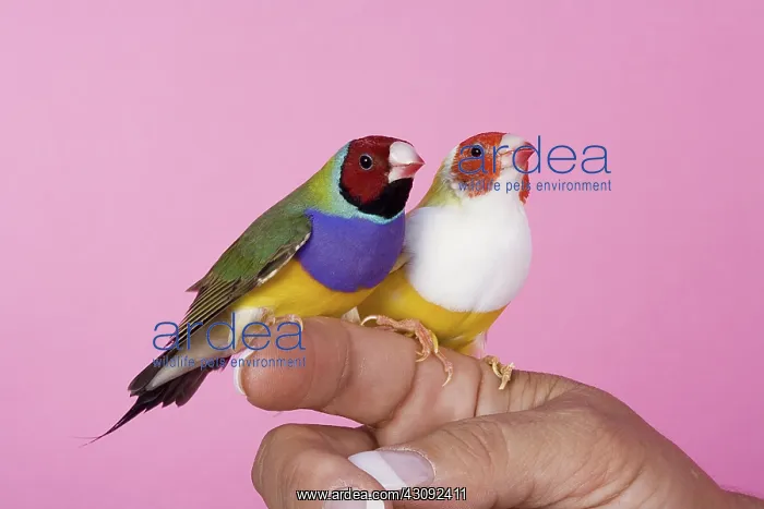 : Gouldian Finches : Gouldian Finches