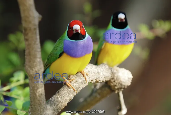 : Gouldian Finches : Gouldian Finches