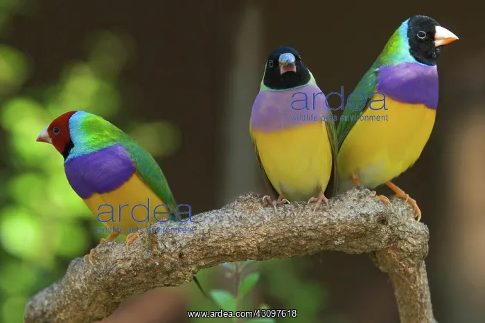 : Gouldian Finches : Gouldian Finches