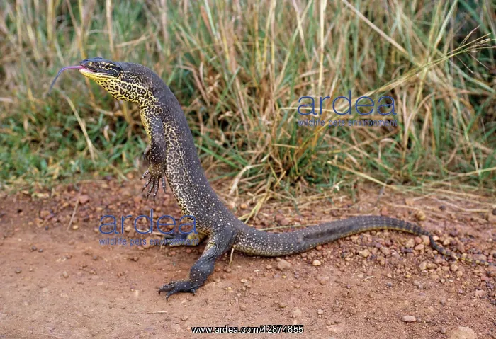 : GouldIs GOANNA / GouldIs Sand Monitor Lizard / : GouldIs GOANNA / GouldIs Sand Monitor Lizard /
